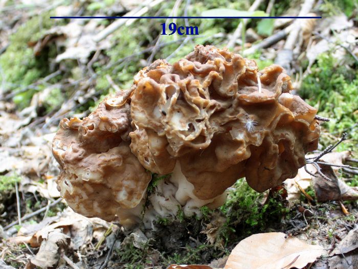 macrostoma