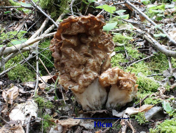 macrostoma