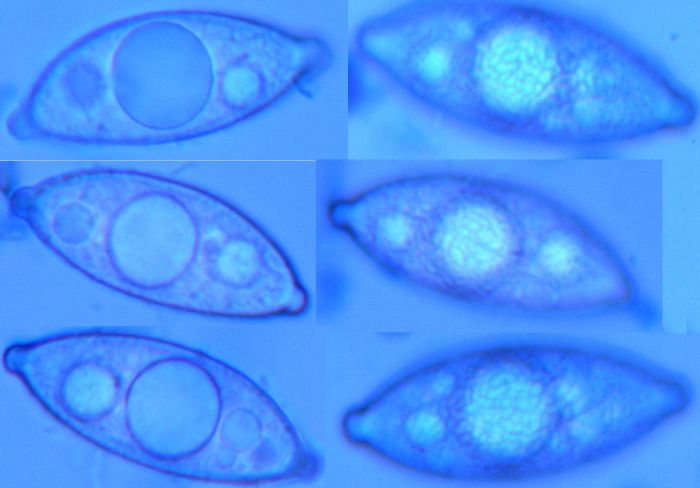 macrostoma