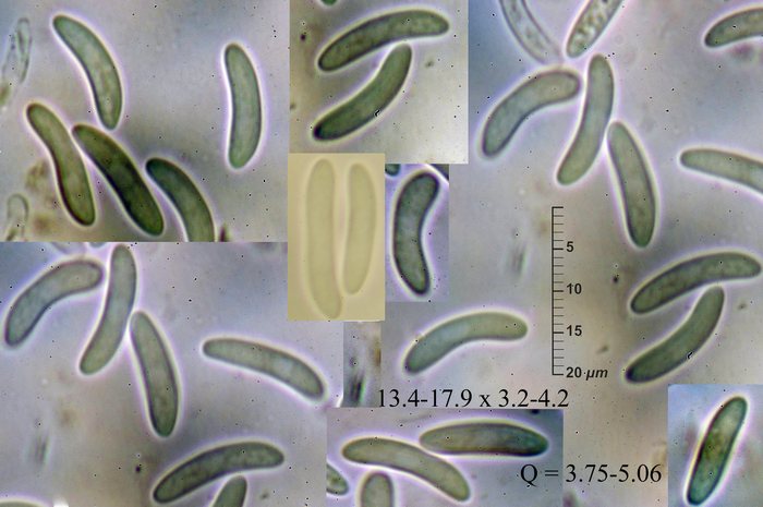 macrostoma