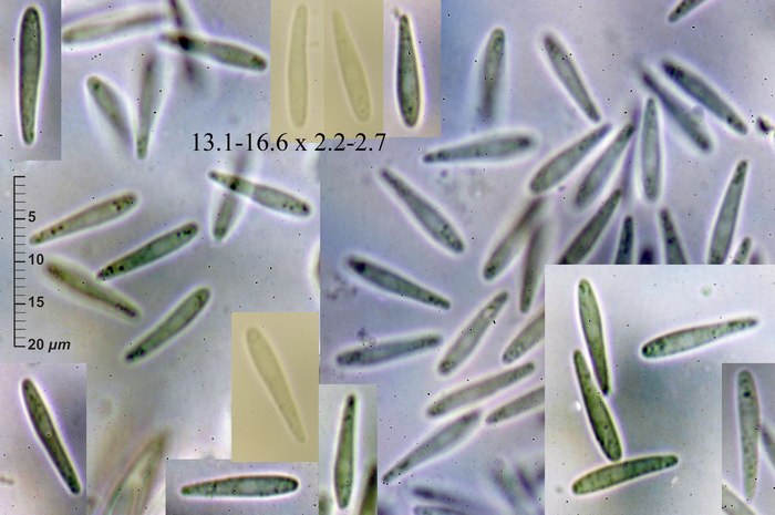 macrostoma