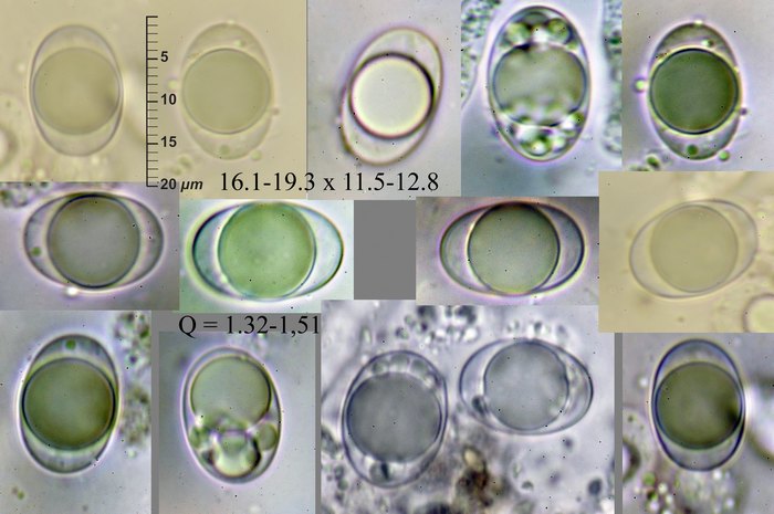 macrostoma