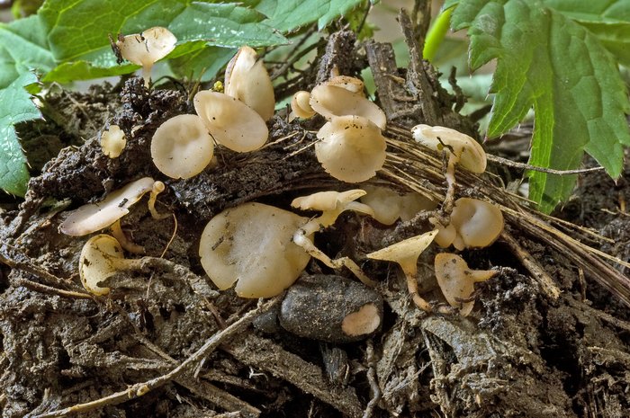 macrostoma