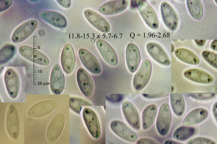 macrostoma