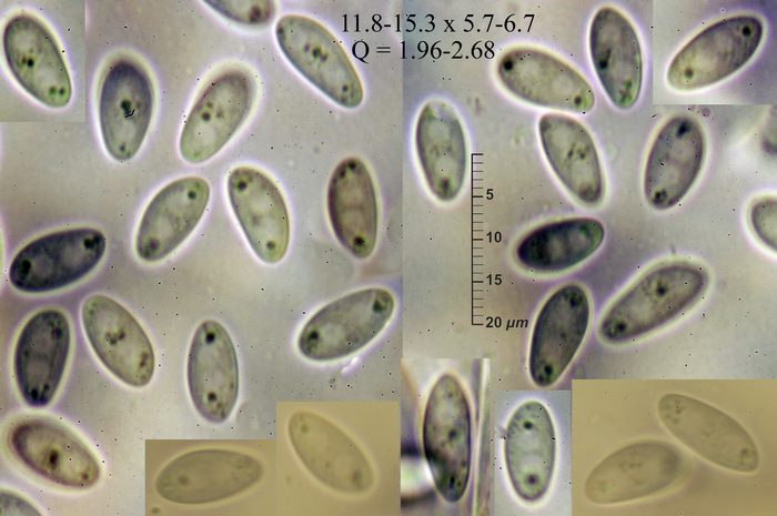 macrostoma