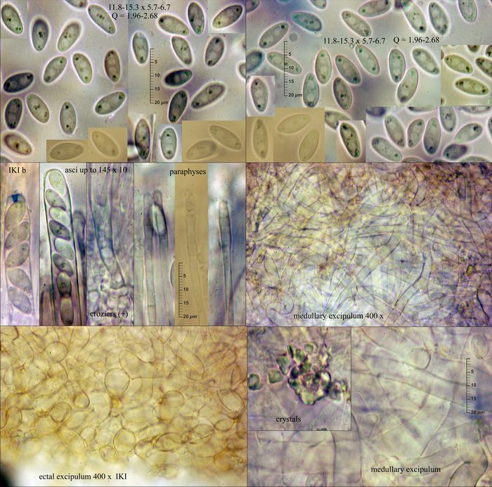 macrostoma