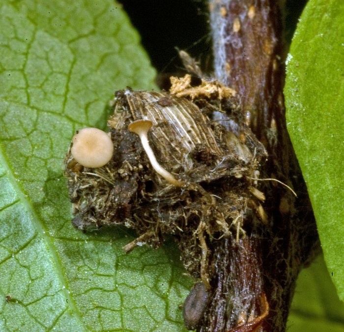 macrostoma