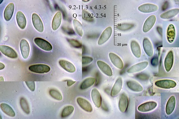 macrostoma