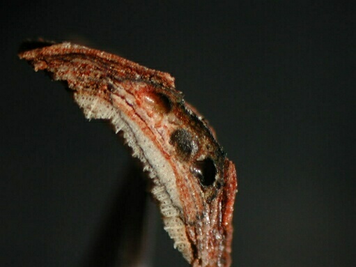 macrostoma