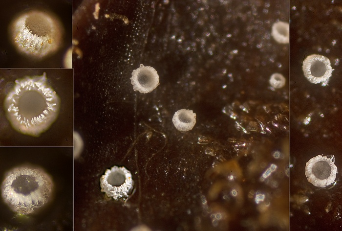 macrostoma