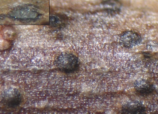 macrostoma