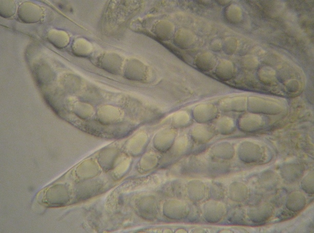 macrostoma