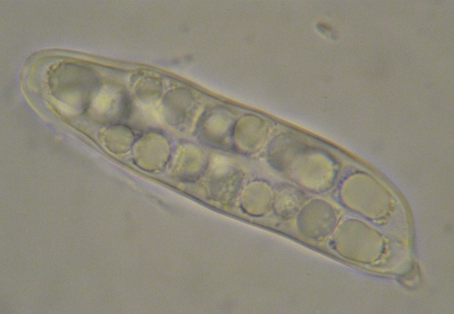 macrostoma