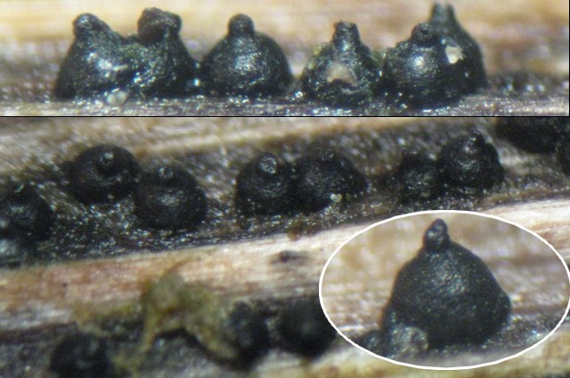 macrostoma
