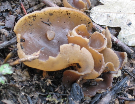 macrostoma