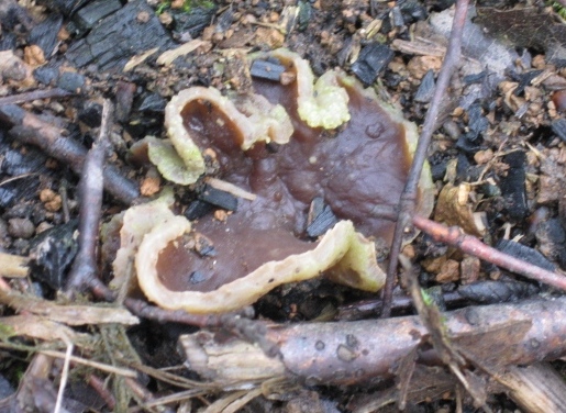 macrostoma