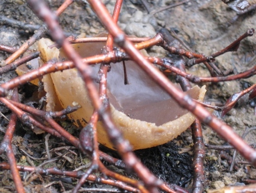 macrostoma