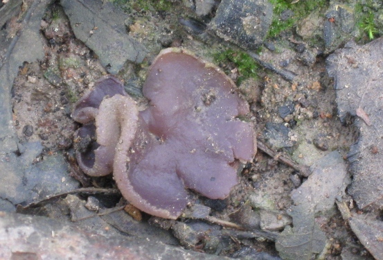 macrostoma