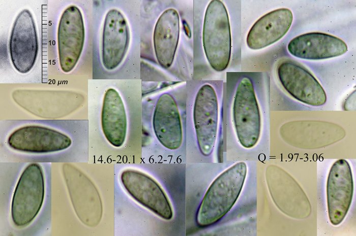 macrostoma