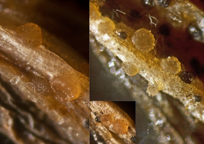 macrostoma