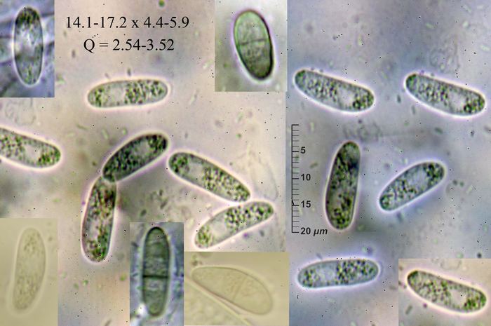 macrostoma