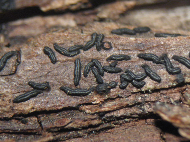 macrostoma