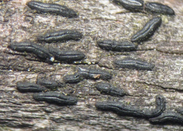 macrostoma