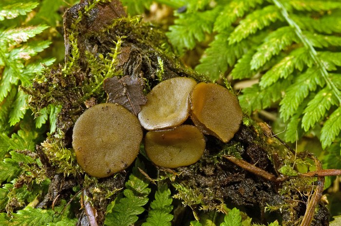 macrostoma