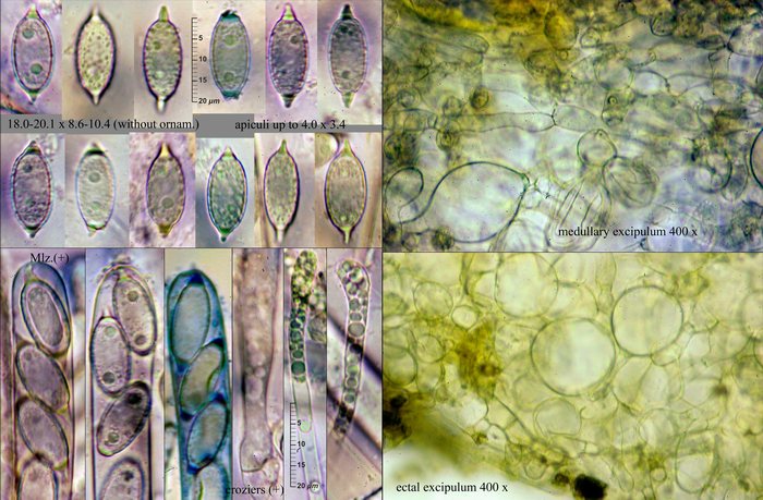 macrostoma