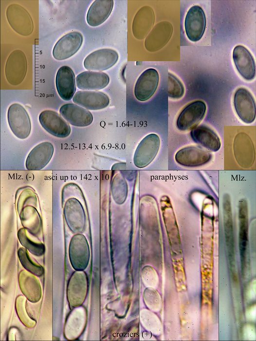 macrostoma
