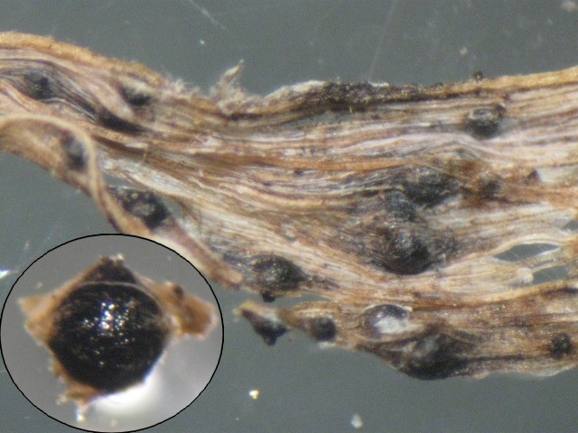 macrostoma