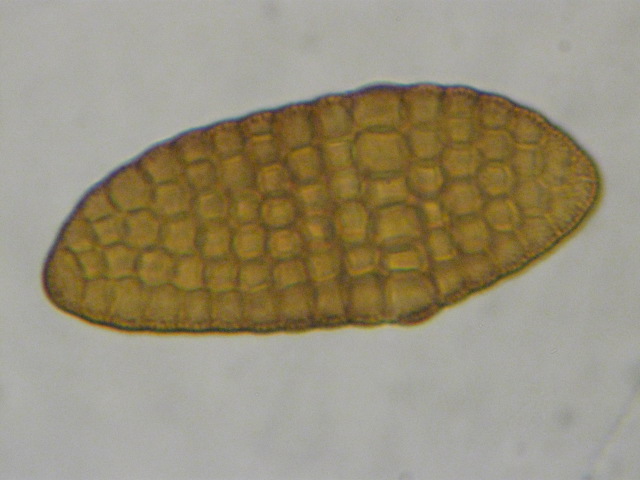 macrostoma
