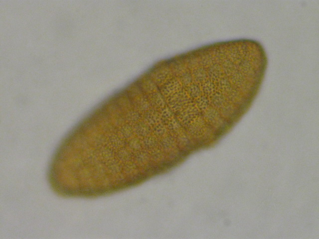 macrostoma