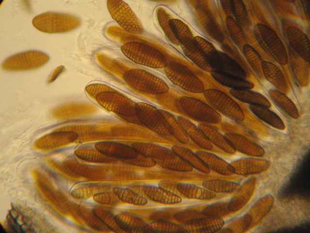 macrostoma