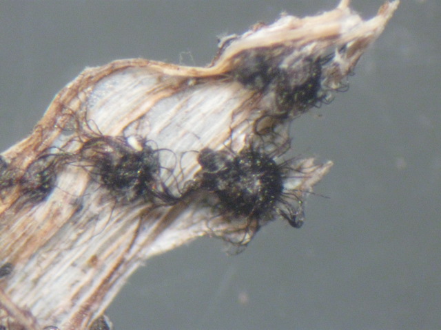macrostoma
