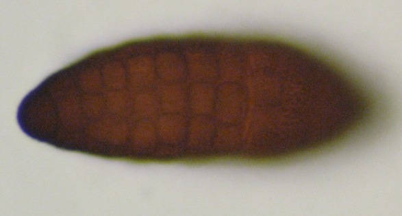 macrostoma
