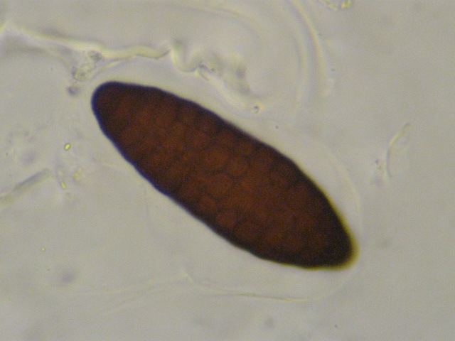 macrostoma
