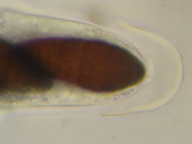 macrostoma