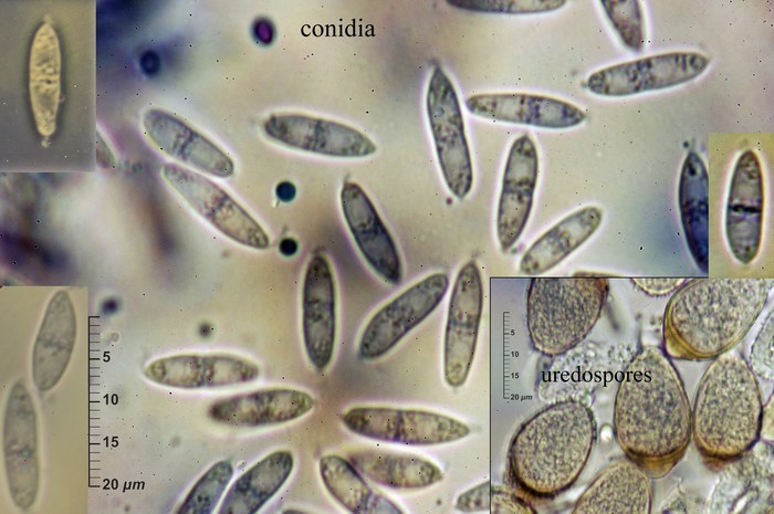 macrostoma