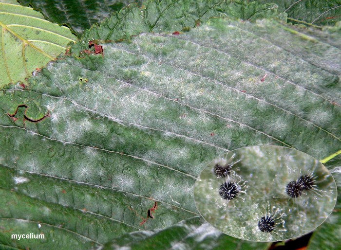 macrostoma