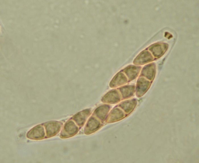 macrostoma