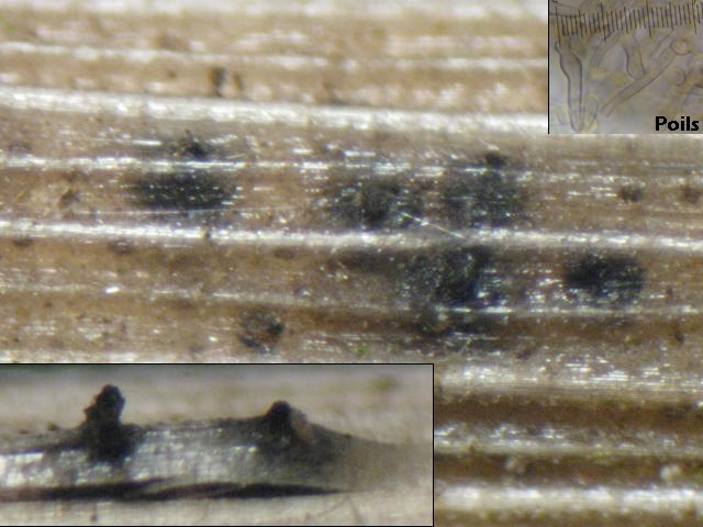 macrostoma