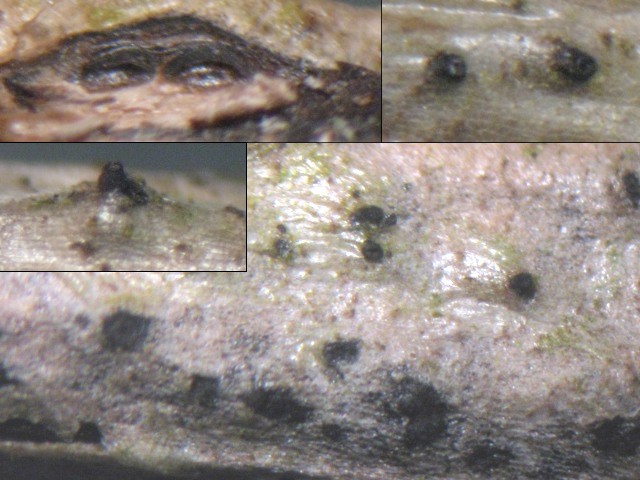 macrostoma