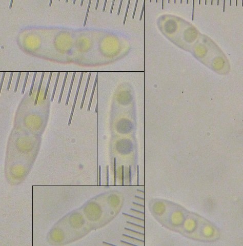 macrostoma