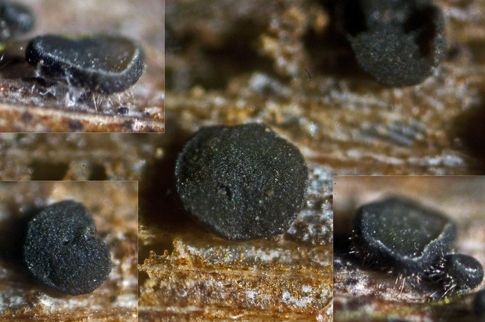 macrostoma