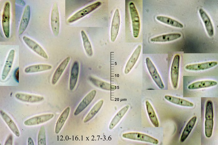 macrostoma