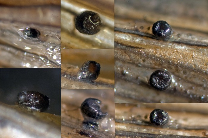 macrostoma