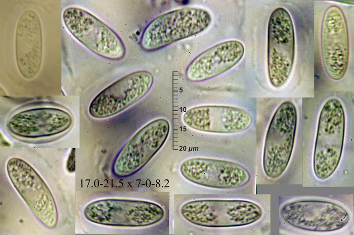 macrostoma