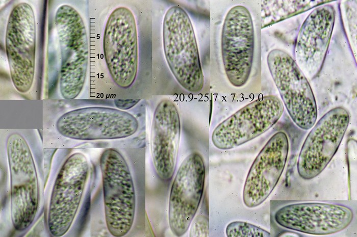 macrostoma