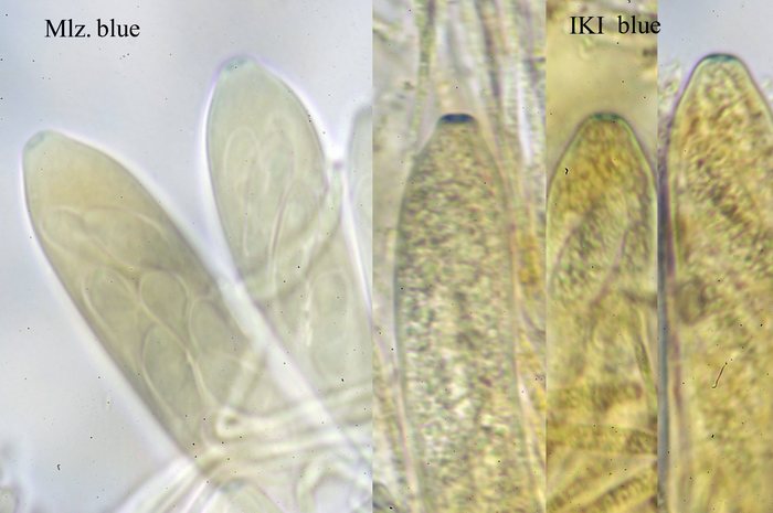 macrostoma